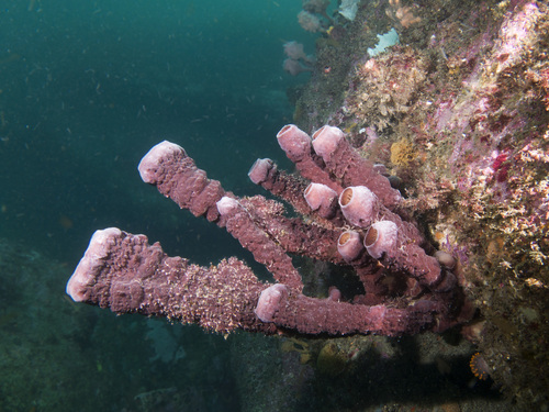 Callyspongia tuberculata
