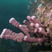 Callyspongia tuberculata - Photo (c) Marine Explorer (Dr John Turnbull)，保留部份權利CC BY-NC-SA