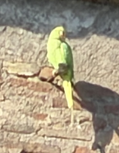 Rose-ringed Parakeet