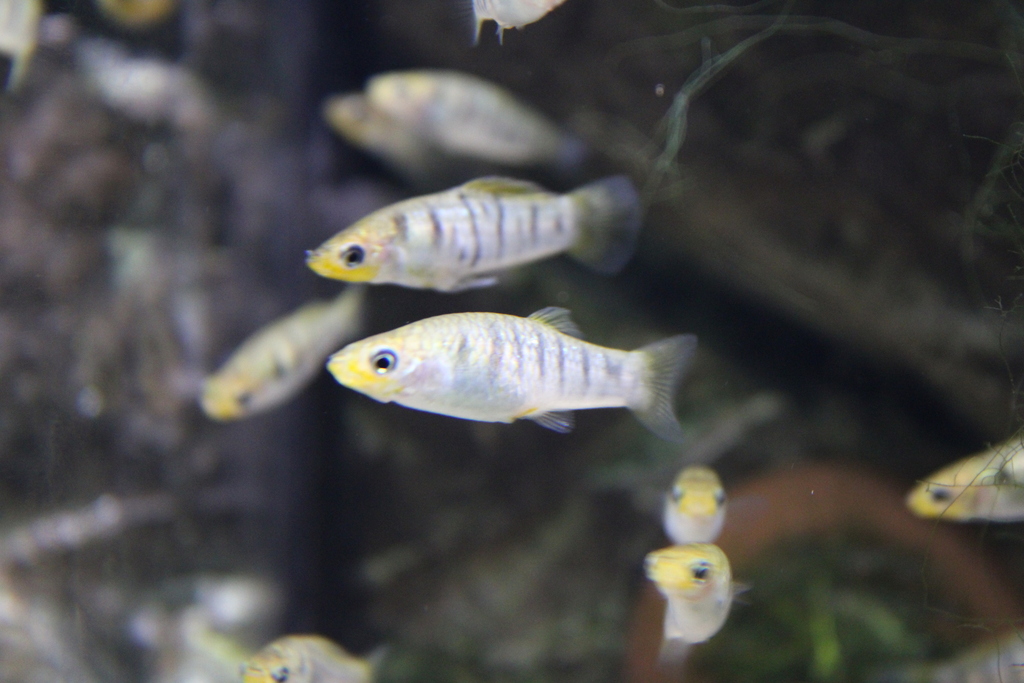 Tiger Limia