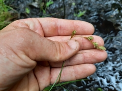 Carex tenera