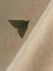 Chytolita morbidalis