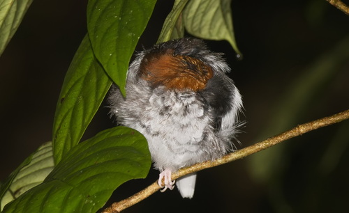Enicurus ruficapillus observed 2026-09-27