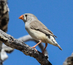 Zebra Finch photo 2
