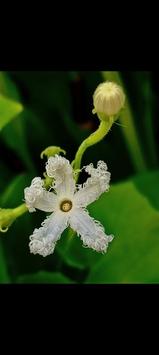 Trichosanthes cucumerina observed 2026-10-02