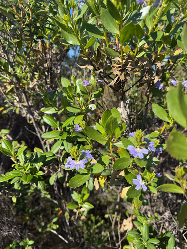 Scaevola nitida, 2026-10-02