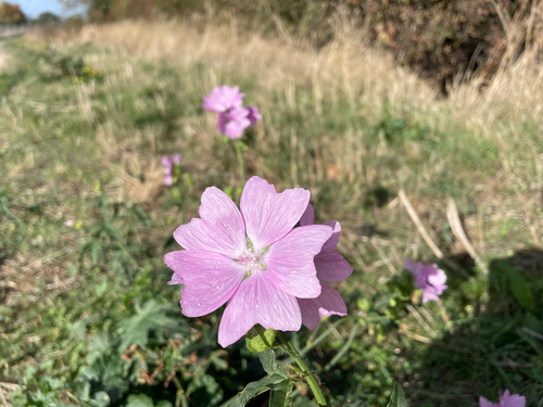 musk mallow