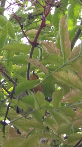 European Robin