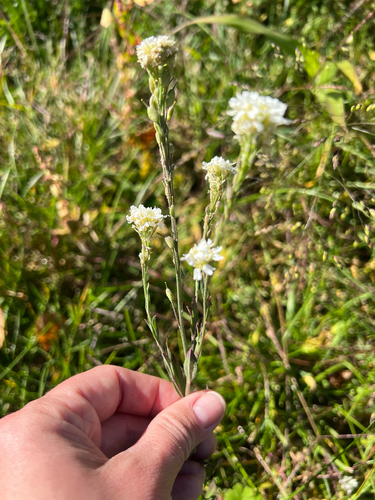 hoary alyssum