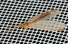 Nymphes aperta