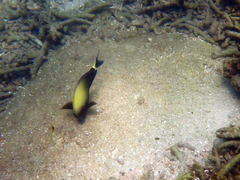 Orange-socket Surgeonfish