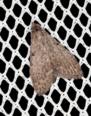 Nola pleurosema