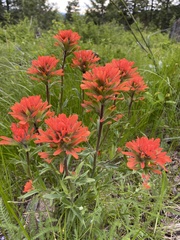 Castilleja hispida