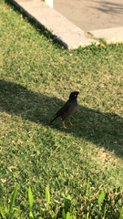 Acridotheres tristis