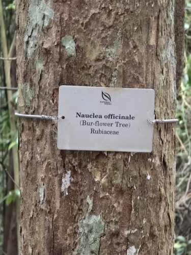 Nauclea officinalis observed 2026-10-01