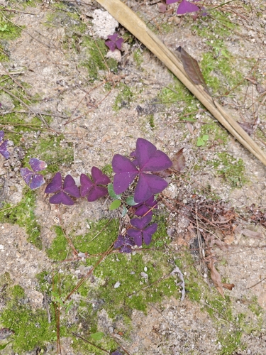 false shamrock