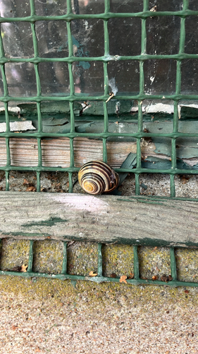 Brown-lipped Snail