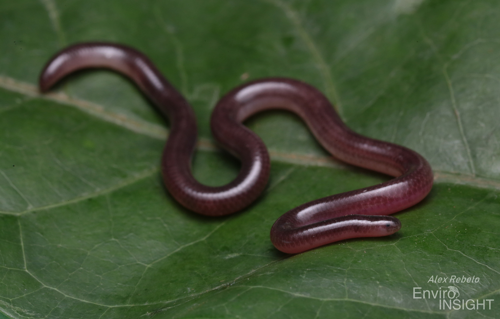 White-bellied worm snake
