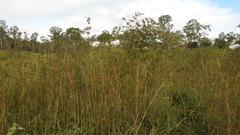 Themeda quadrivalvis