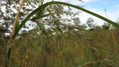 Themeda quadrivalvis