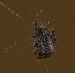 Parawixia audax