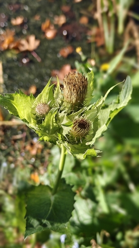 Cabbage Thistle