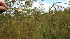 Themeda quadrivalvis