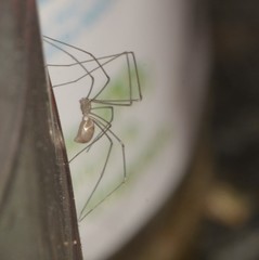 Pholcus phalangioides