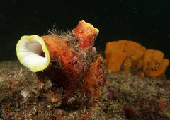 Styelidae