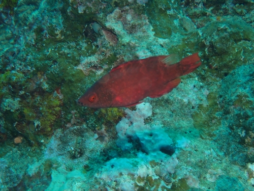 Cheilinus oxycephalus observed 2026-10-01