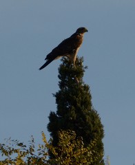 Parabuteo unicinctus