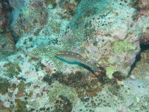 Halichoeres claudia observed 2026-10-01