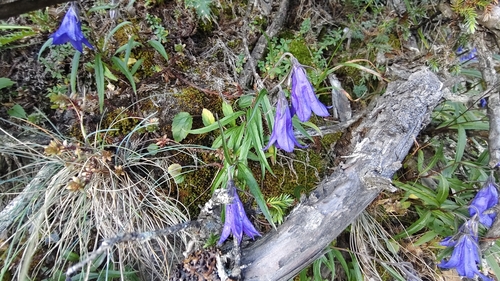 Adenophora morrisonensis observed 2026-09-30