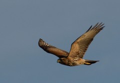 Parabuteo unicinctus