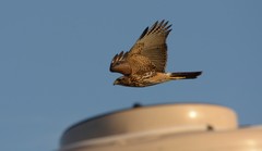 Parabuteo unicinctus