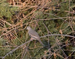Columbina picui
