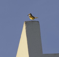 Pitangus sulphuratus