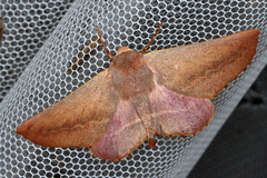 Monoctenia smerintharia