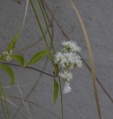 Leptotes cassius cassius