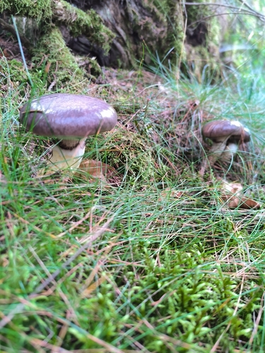 Slimy Spike