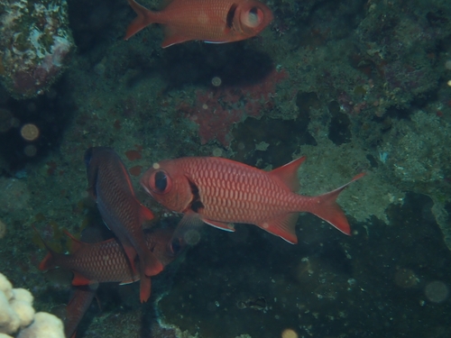 Myripristis berndti observed 2026-10-01