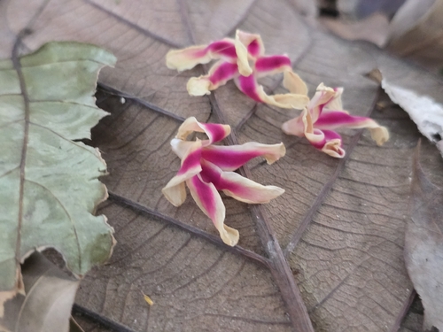 Dipterocarpus observed 2026-10-01