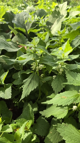 White deadnettle
