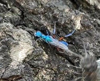 Emerald Cockroach Wasp
