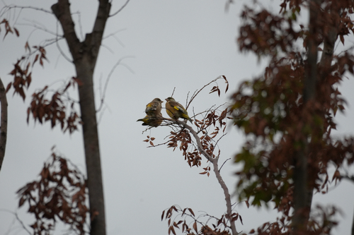 Oriental Greenfinch