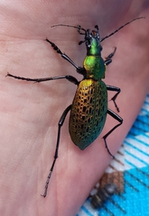Carabus smaragdinus