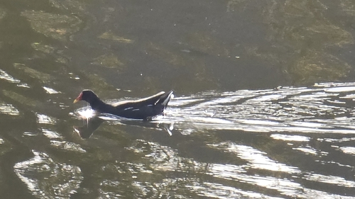 Eurasian Moorhen