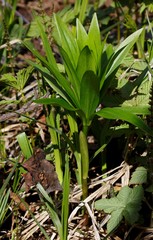 Lilium debile