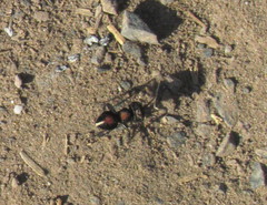 Atillum callidulum