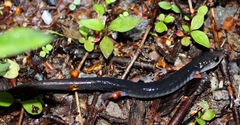 Plethodon shermani